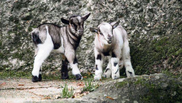 Junge Afrikanische Zwergziegen im Kinderzolli.
