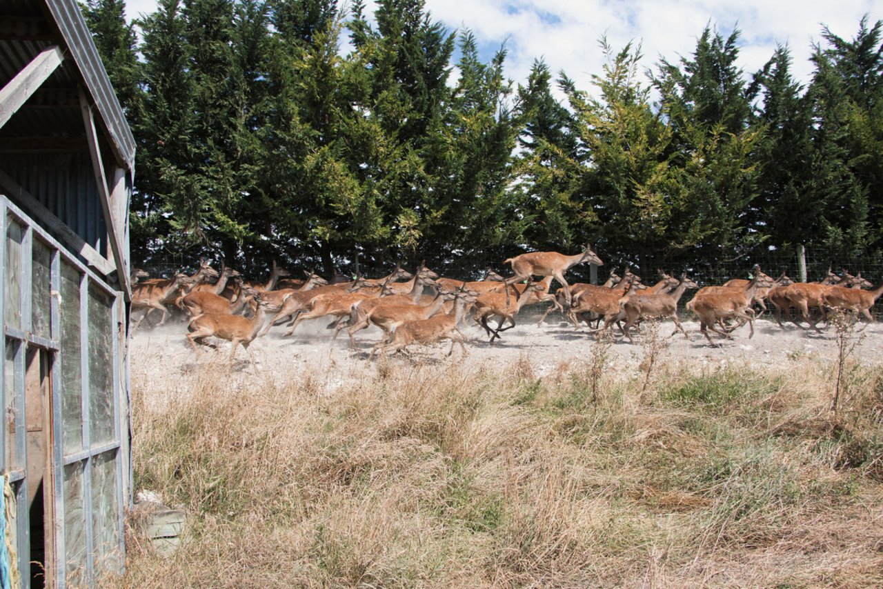 Früher gab es auf Neuseeland keine Hirsche. Die Tiere wurden Ende des 19. Jahrhunderts für die Jagd eingeführt und ausgesetzt. Heute liefert die Hirschhaltung Exportprodukte im Wert von mehr als 200 Mio Franken. Bilder: Eveline Dudda