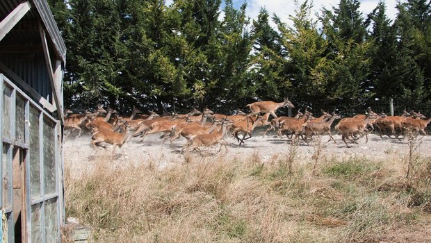 Früher gab es auf Neuseeland keine Hirsche. Die Tiere wurden Ende des 19. Jahrhunderts für die Jagd eingeführt und ausgesetzt. Heute liefert die Hirschhaltung Exportprodukte im Wert von mehr als 200 Mio Franken. Bilder: Eveline Dudda