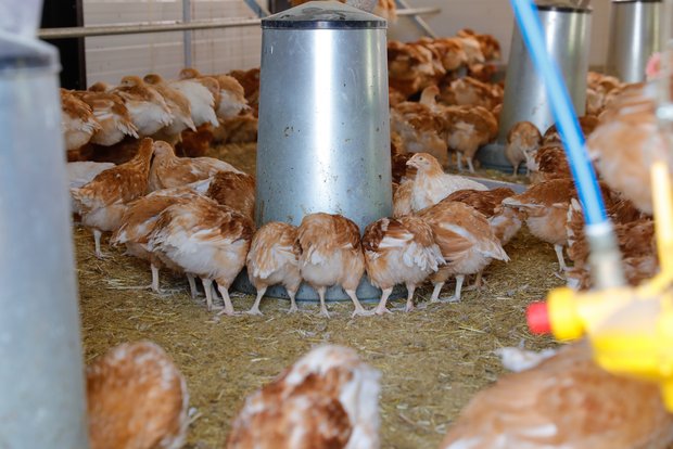 Studie: Nebenprodukte als Tierfutter verhindert den Verlust wertvoller Nährstoffe Insgesamt rund 58 000 Tonnen pflanzliche Nebenprodukte landen jährlich im Geflügelfutter.(Bild Roethlisberger)