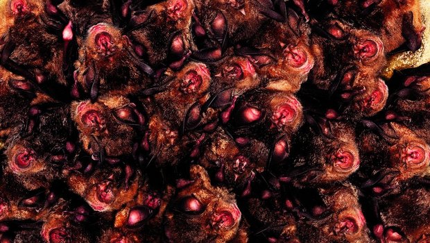 Nur wenige Kolonien der Grossen Hufeisennase sind in der Schweiz bekannt.