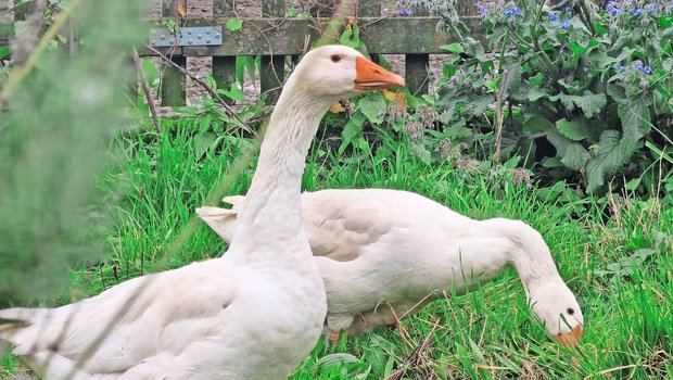 Sie ist vom Aussterben bedroht und wird von der Stiftung Pro Specie Rara unterstützt: die Diepholzer Gans.