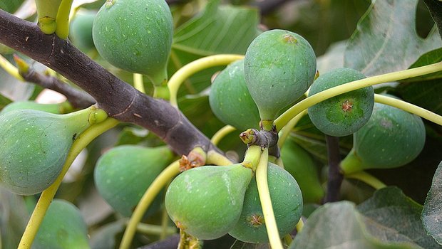 Die Klimaerwärmung rückt Fruchtarten ins Interesse von Obst-Produzenten, welche bisher in der Schweiz selten angebaut wurden. Dazu gehören auch Feigen.