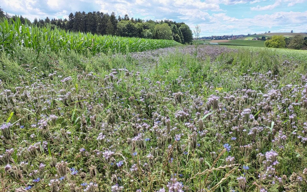 Zeitlich gut geeignet ist die Anlegung eines Nützlingsstreifens neben einem Maisfeld. Damit kann die Bodenbearbeitung in einem Durchgang gemacht werden.