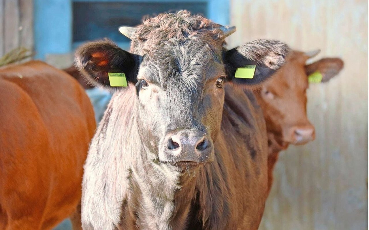 Rinder können Distanzen nur direkt vor der Nase richtig einschätzen und erschrecken bei plötzlichen Bewegungen von der Seite oder von hinten leicht. Bild: Strickhof