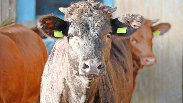 Rinder können Distanzen nur direkt vor der Nase richtig einschätzen und erschrecken bei plötzlichen Bewegungen von der Seite oder von hinten leicht. Bild: Strickhof