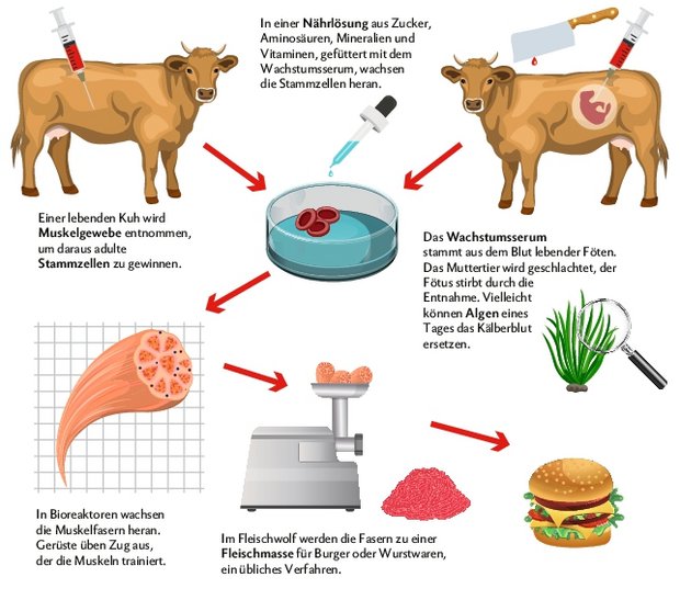 Auch Clean-Meat aus dem Labor kommt nicht ohne echte Tiere aus. Es braucht Föten und Muskelgewebe als Stammzellenspender und für die Nährlösung, in welcher die Stammzellen heranwachsen. Quelle: Fleischatlas 2018