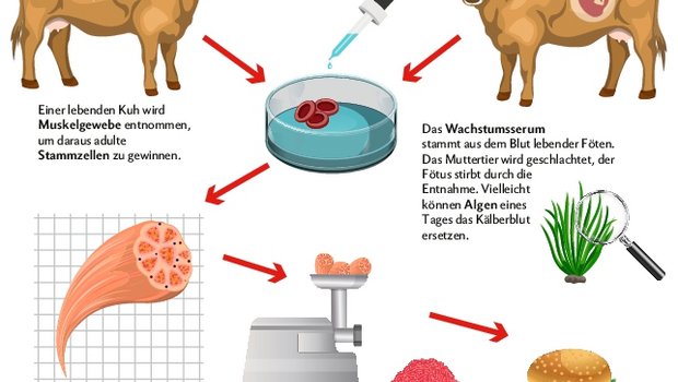 Auch Clean-Meat aus dem Labor kommt nicht ohne echte Tiere aus. Es braucht Föten und Muskelgewebe als Stammzellenspender und für die Nährlösung, in welcher die Stammzellen heranwachsen. Quelle: Fleischatlas 2018