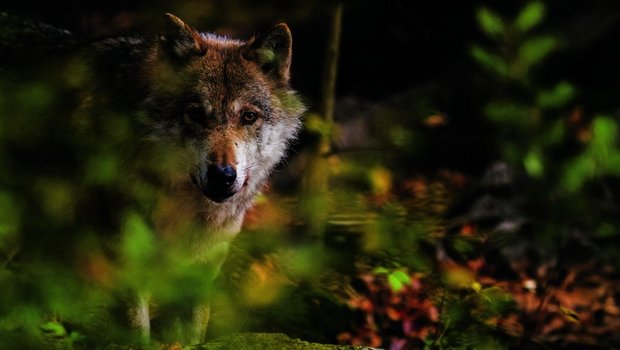 Bildlegende Doppelseite