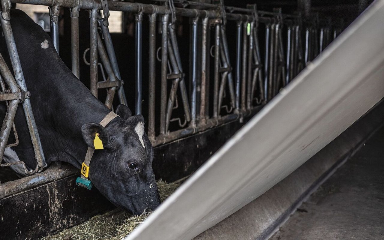 Eine Holstein-Kuh streckt den Kopf durch das Futtergitter und frisst, während die angehobene Plane direkt vor ihrer Nase gespannt ist.