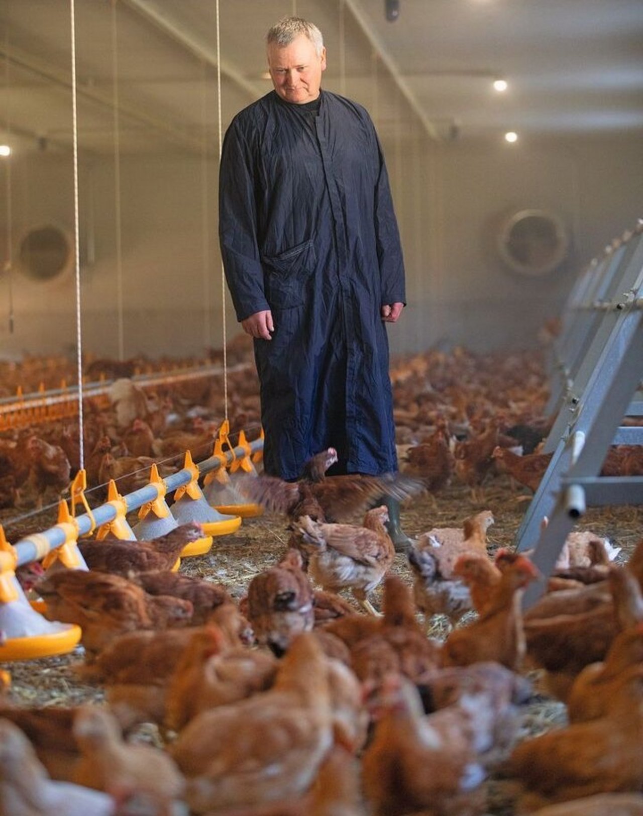 Ruedi Stucki kontrolliert mehrmals täglich, ob es dem Geflügel gut geht. Sind die Tiere alt genug, öffnet er jeweils morgens die Klappen nach draussen – und jagt abends die Hühner wieder hinein.