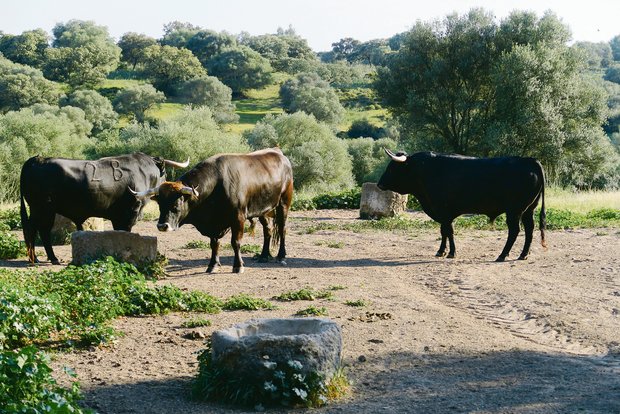 Leserreise: Bevor Corona kam, die andalusische Landwirtschaft entdeckt Ruhe und Frieden vor dem grossen Kampf. In Andalusien geniessen Stiere, welche für Stierkämpfe gezüchtet werden, bis zum Auftritt auf der grossen Bühne quasi ein Leben in der Wildnis. (Bilder sha)