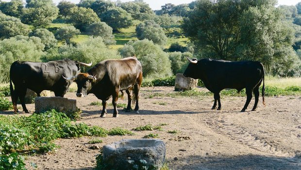 Ruhe und Frieden vor dem grossen Kampf. In Andalusien geniessen Stiere, welche für Stierkämpfe gezüchtet werden, bis zum Auftritt auf der grossen Bühne quasi ein Leben in der Wildnis. (Bilder sha)