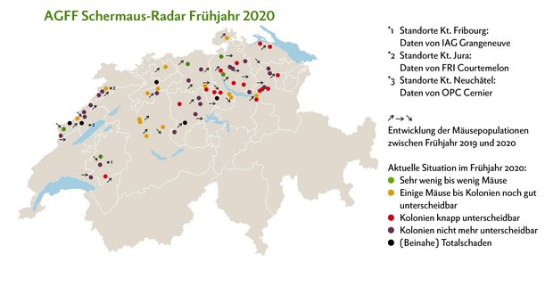 Die Schermäuse im Griff: Interview mit Cornel Stutz von Agroscope Die Schermäuse konnten ihre Populationsdichte fast überall halten oder vergrössern. Klassische Massenvermehrung ereignen sich aktuell im Entlebuch LU, in der Region Thal SO und in den Franches-Montagnes JU. Eine deutliche Entspannung gibt es im Emmental BE, Säuliamt ZH, auf dem Hirzel ZH sowie im freiburgischen voralpinen Hügelgebiet. Grafik: Doris Rubin/Quelle: www.dgrn.ch/schermausradar