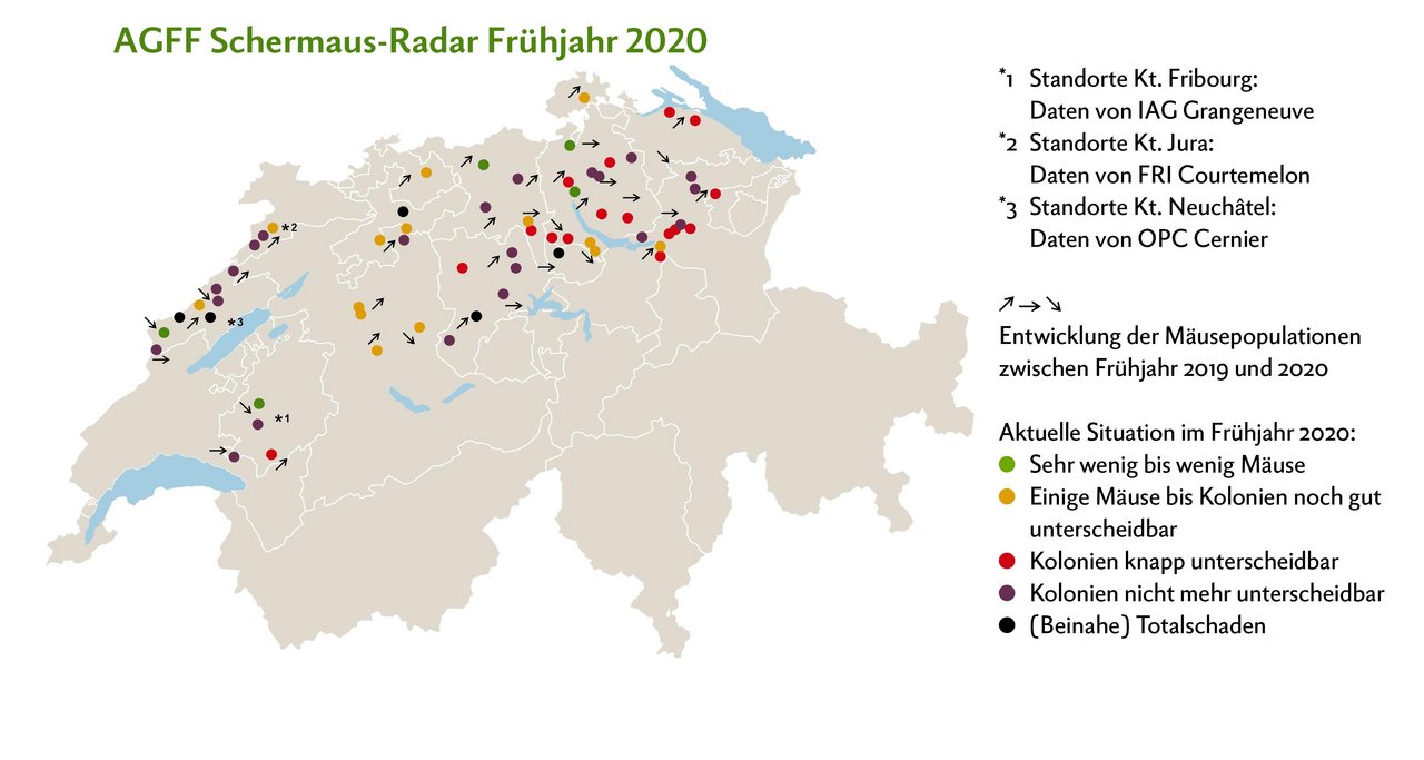 Die Schermäuse konnten ihre Populationsdichte fast überall halten oder vergrössern. Klassische Massenvermehrung ereignen sich aktuell im Entlebuch LU, in der Region Thal SO und in den Franches-Montagnes JU. Eine deutliche Entspannung gibt es im Emmental BE, Säuliamt ZH, auf dem Hirzel ZH sowie im freiburgischen voralpinen Hügelgebiet. Grafik: Doris Rubin/Quelle: www.dgrn.ch/schermausradar