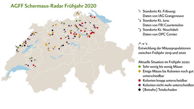 Die Schermäuse konnten ihre Populationsdichte fast überall halten oder vergrössern. Klassische Massenvermehrung ereignen sich aktuell im Entlebuch LU, in der Region Thal SO und in den Franches-Montagnes JU. Eine deutliche Entspannung gibt es im Emmental BE, Säuliamt ZH, auf dem Hirzel ZH sowie im freiburgischen voralpinen Hügelgebiet. Grafik: Doris Rubin/Quelle: www.dgrn.ch/schermausradar