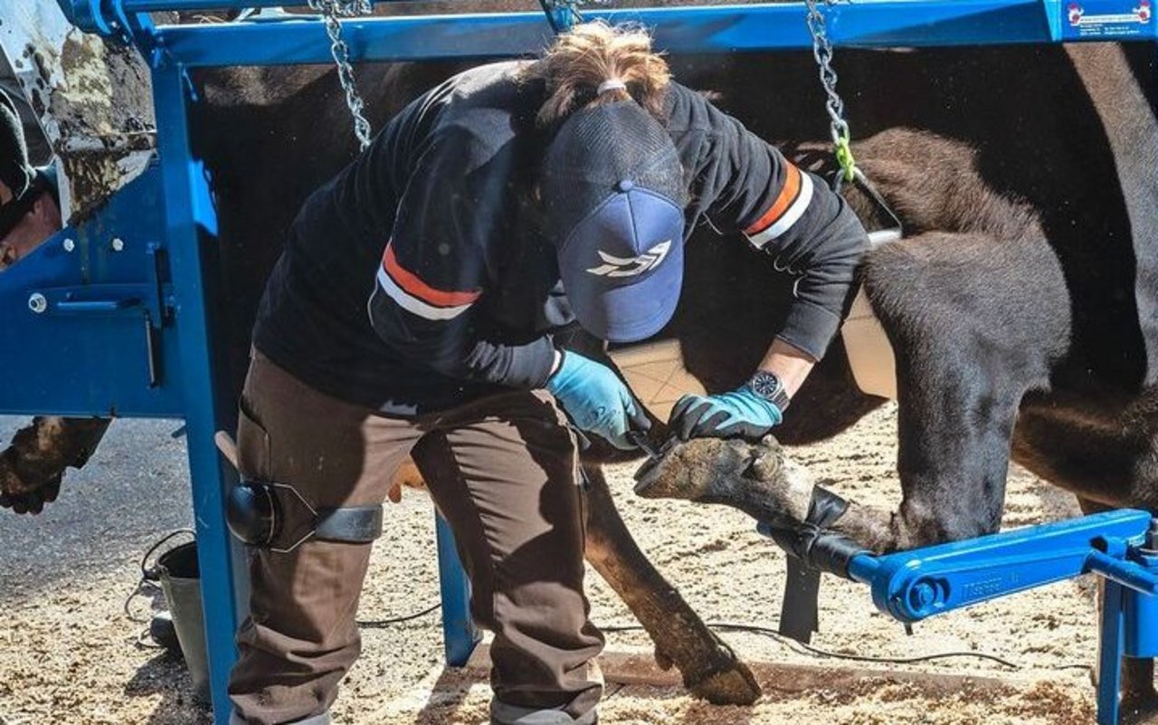 Der Standard-Klauenstand ist kostengünstig und eignet sich für jeden Betrieb. Die Klauenpflege erfolgt dafür nicht ergonomisch.