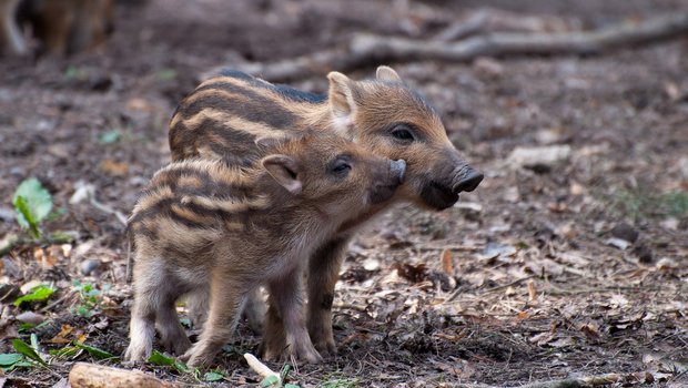 Wildschweine profitieren von wärmeren Wintern, in solchen Jahren überleben mehr Frischlinge. (Bild Pixabay)
