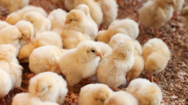 Kükentöten Geschlechtsbestimmung in ovo Ein Haufen Küken