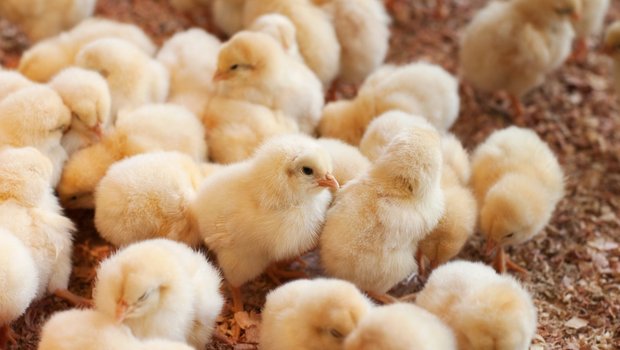 Kükentöten Geschlechtsbestimmung in ovo Ein Haufen Küken