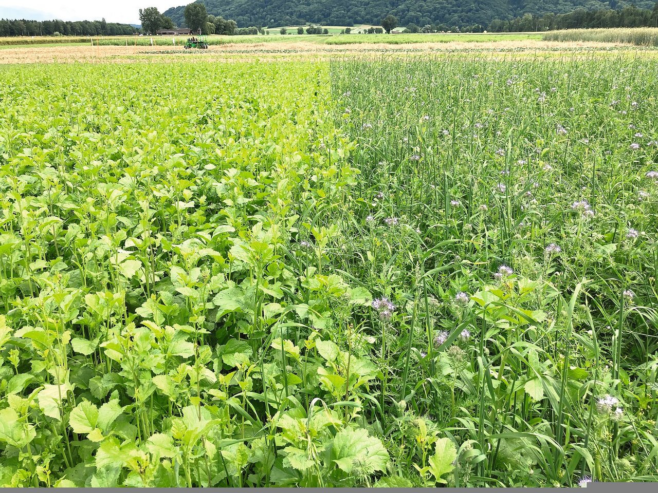 Um mit Gründüngungen Unkräuter zu unterdrücken, sollten diese möglichst direkt nach der Getreideernte gesät werden. Bild: Wallierhof