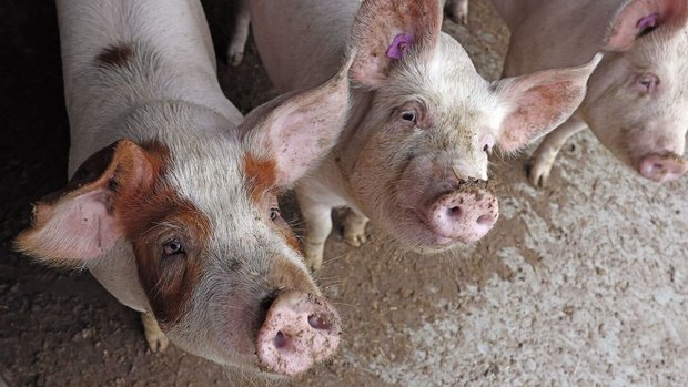 Phasenfütterung Mastschwein Mastschweine schauen in die Kamera.