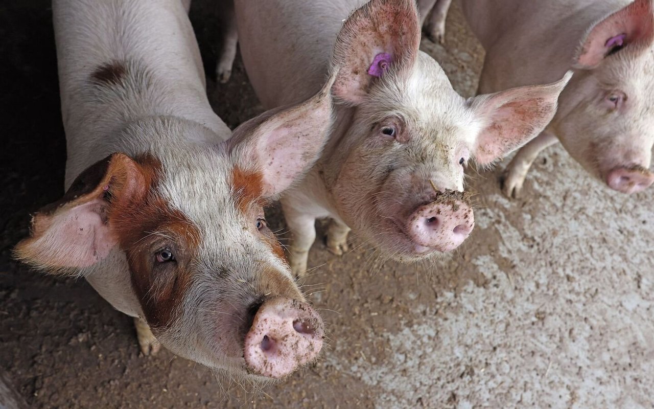 Mastschweine schauen in die Kamera.