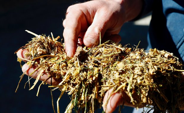 Die Pic-Mix-Würfel aus dem Food Recycling der Landi Sursee LU werden in eine Totale Mischration TMR gemischt. Bild: Ruben Sprich