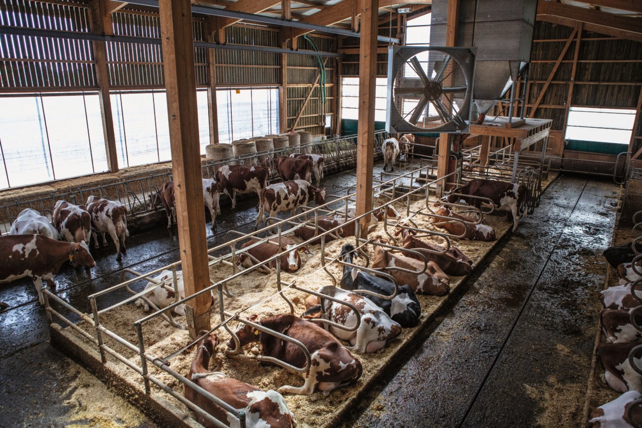 2014 haben Geisers einen grosszügigen Anbau für ihre Milchkühe erstellt. Bild: Pia Neuenschwander