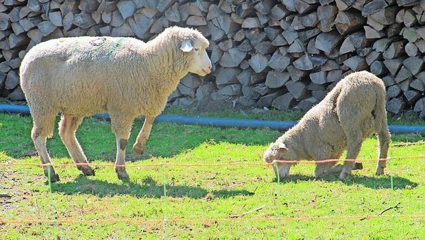 Die Moderhinke ist eine weit verbreitete, schmerzhafte Klauenkrankheit von Schafen. Typisches Bild eines betroffenen Tieres auf der Weide, das hinkt und auf den Vorderknien grast.