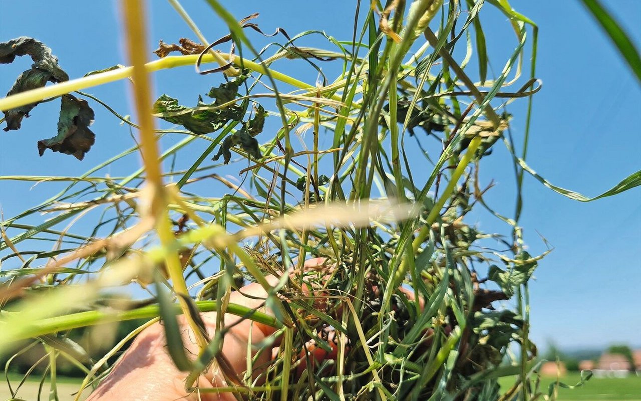 Das Futter ist noch zu feucht, um als Bodenheu eingefahren zu werden und muss noch gekreiselt werden. Die bereits trockenen Feinteile sind dabei Bröckelverlust-gefährdet.