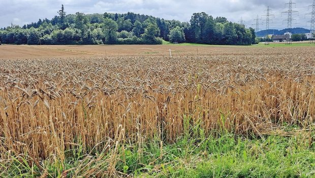 Bei Verdacht auf Mykotoxine lohnt sich eine Futteranalyse. Mykotoxine können Aborte und Milchleistungs-Rückgang auslösen.