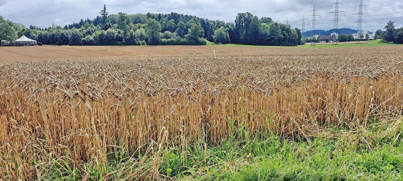 Bei Verdacht auf Mykotoxine lohnt sich eine Futteranalyse. Mykotoxine können Aborte und Milchleistungs-Rückgang auslösen.