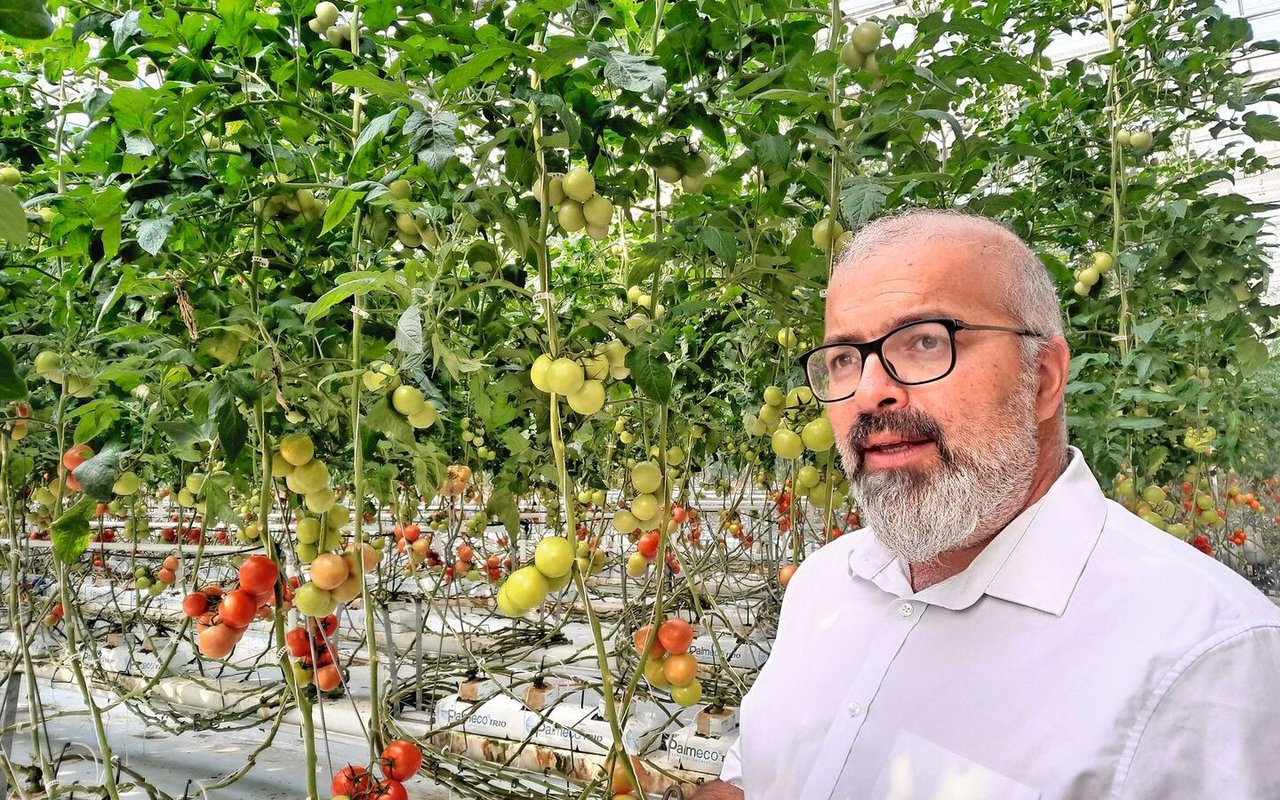 Agroscope-Forscher Cédric Camps im Gewächshaus. Jede Woche gelangt eine Tonne Tomaten aus Conthey VS auf Märkte undin die Gastronomie.