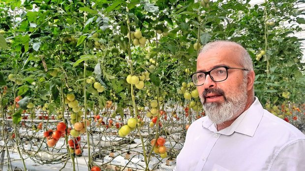Agroscope-Forscher C Agroscope-Forscher Cédric Camps im Gewächshaus. Jede Woche gelangt eine Tonne Tomaten aus Conthey VS auf Märkte undin die Gastronomie.