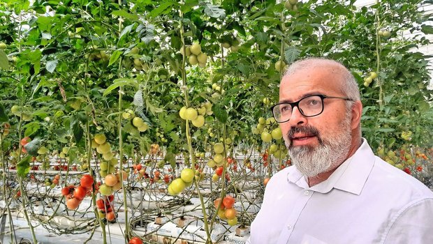 Agroscope-Forscher Cédric Camps im Gewächshaus. Jede Woche gelangt eine Tonne Tomaten aus Conthey VS auf Märkte undin die Gastronomie.