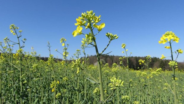 Die Rapsblüte dauert vier Wochen. Deshalb ist es schwierig, den richtigen Erntezeitpunkt zu bestimmen. Bild: BauernZeitung