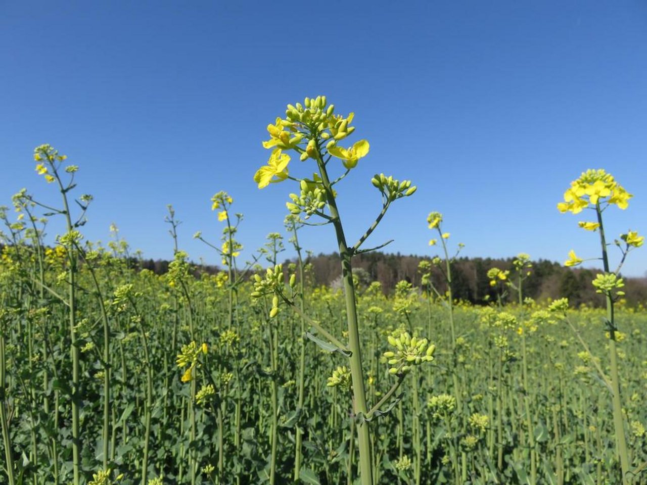 Die Rapsblüte dauert vier Wochen. Deshalb ist es schwierig, den richtigen Erntezeitpunkt zu bestimmen. Bild: BauernZeitung