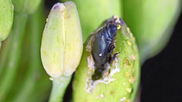 Der adulte Rapsglanzkäfer verursacht die grossen Schäden bei den noch geschlossenen Knospen.