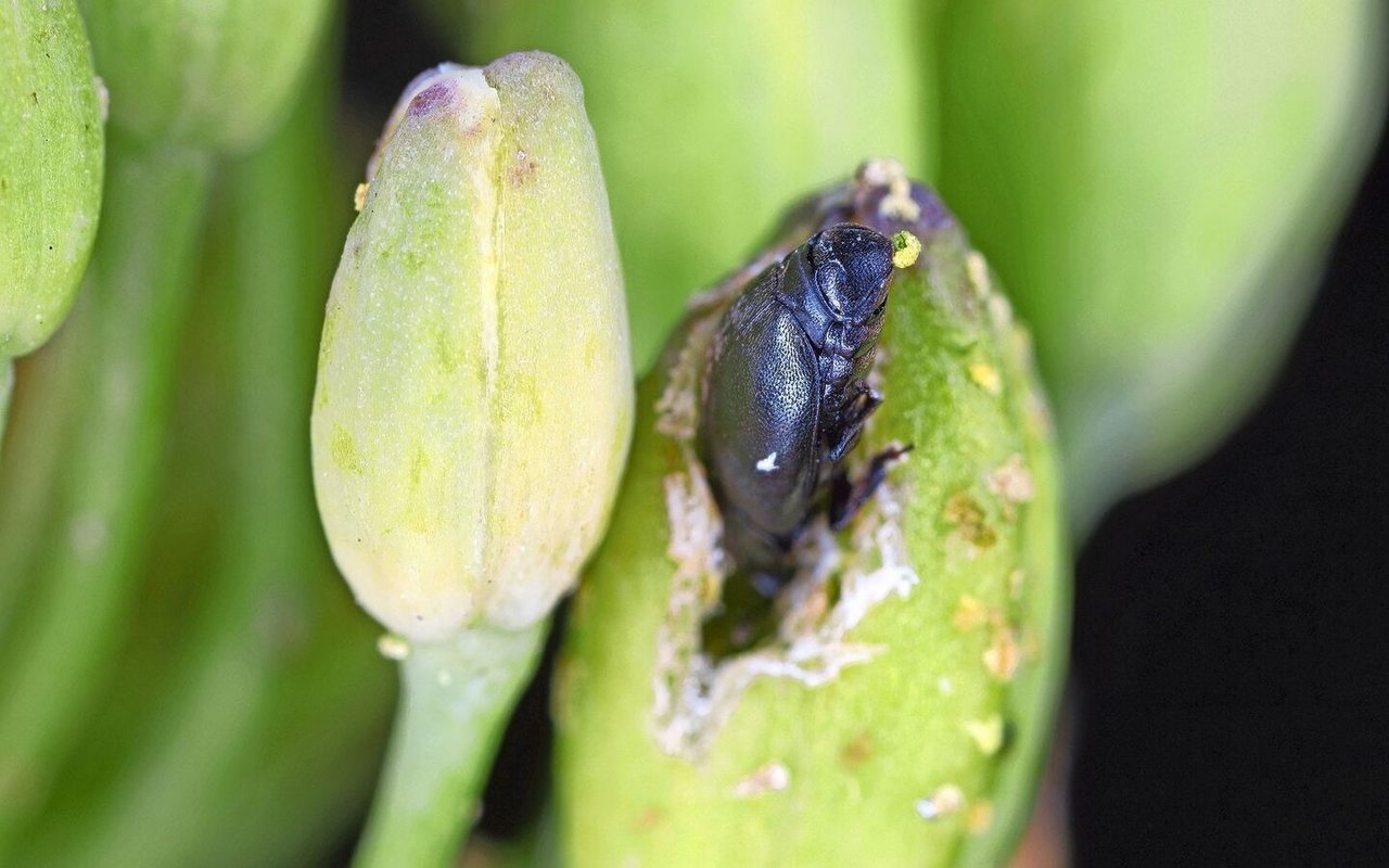 Der adulte Rapsglanzkäfer verursacht die grossen Schäden bei den noch geschlossenen Knospen.