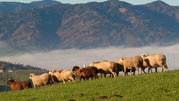 Herbstweide: Achtung vor Breinieren-Krankheit und Parasiten bei Kleinwiederkäuern Der Anteil infektiöser Larven erreicht in den Monaten September und Oktober ihren Höhepunkt. Dies ist besonders auf Standweiden extrem. Bild: Agrarfoto