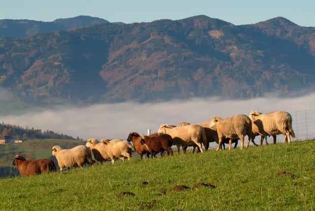 Herbstweide: Achtung vor Breinieren-Krankheit und Parasiten bei Kleinwiederkäuern Der Anteil infektiöser Larven erreicht in den Monaten September und Oktober ihren Höhepunkt. Dies ist besonders auf Standweiden extrem. Bild: Agrarfoto