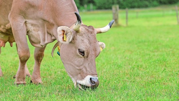 Weidegras im Spätsommer und Herbst hat tiefe Rohfaser- und Energiegehalte. Vor allem bei frisch gekalbten Kühen sollte die Ration mit gutem Dürrfutter vom ersten Schnitt oder Silomais ergänzt werden.