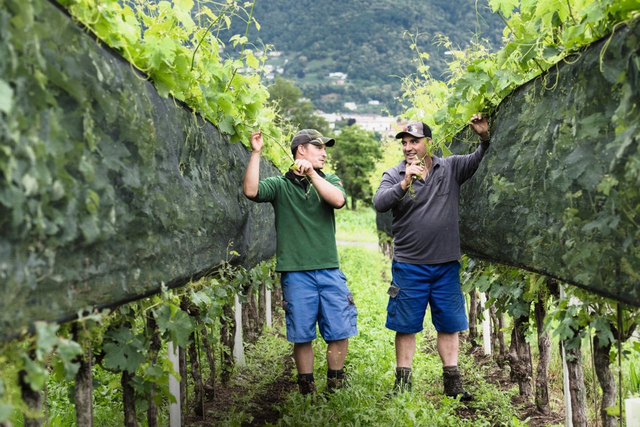 Die 5 Hektaren Merlot-Trauben sind ein wichtiges Standbein des 55 ha grossen Betriebes von Sohn Fabio und Vater Paolo Gabaglio in Novazzano. Bild: Alessandro Crinari 