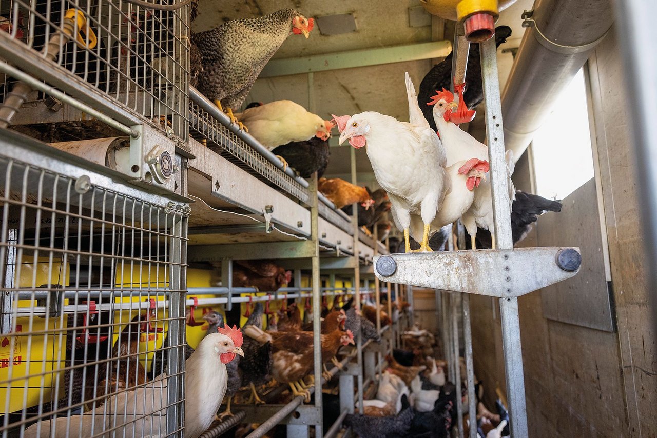 Die Inneneinrichtung im Hühnermobil kann es mit jedem herkömmlichenmodernen Hühnerstall aufnehmen.