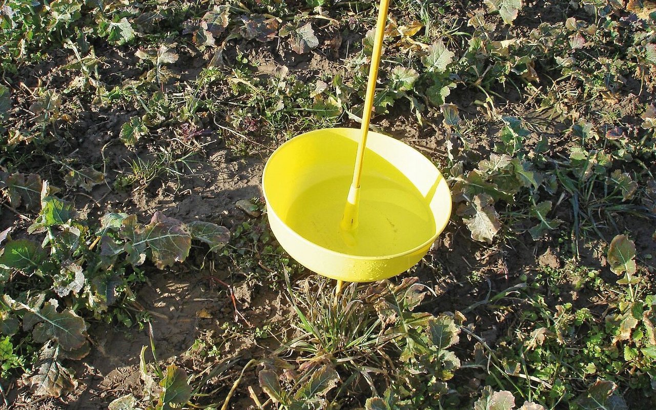 Gelbfallen früh genug aufstellen und die Felder in den heiklen Phasen regelmässig auch von Auge kontrollieren.