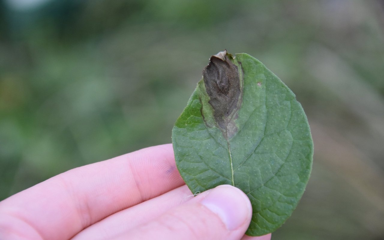 Ein Blatt einer Kartoffelpflanze mit einem braunen Fleck, dort, wo Befall mit Kraut- und Knollenfäule ist.