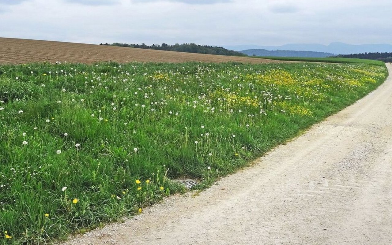 Vorbildlicher Pufferstreifen entlang einer Parzelle mit > 2 % Neigung. Für solche Parzellen müssen Massnahmen gegen Abdrift und Abschwemmung getroffen werden.