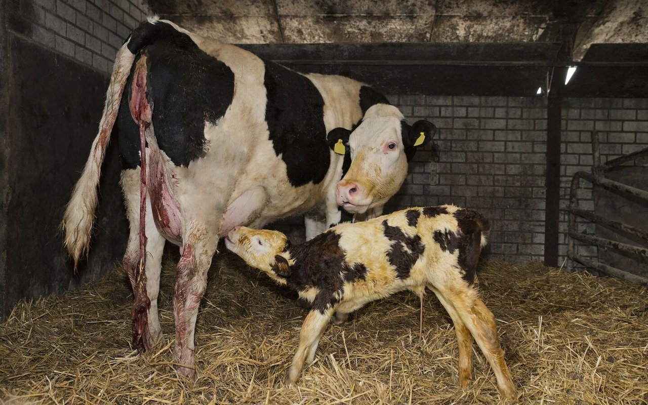 Ein Kalb trinkt bei seiner Mutter, bei der gleichzeitig die Nachgeburt abgeht.