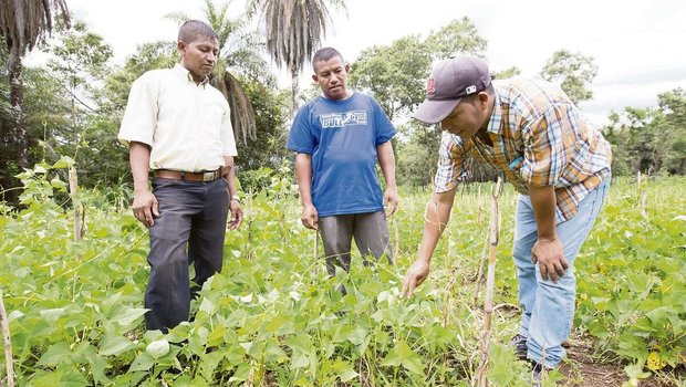 Bauernfamilien in Honduras experimentieren mit Bohnensamen. Eigenes Saatgut macht sie weniger abhängig. 